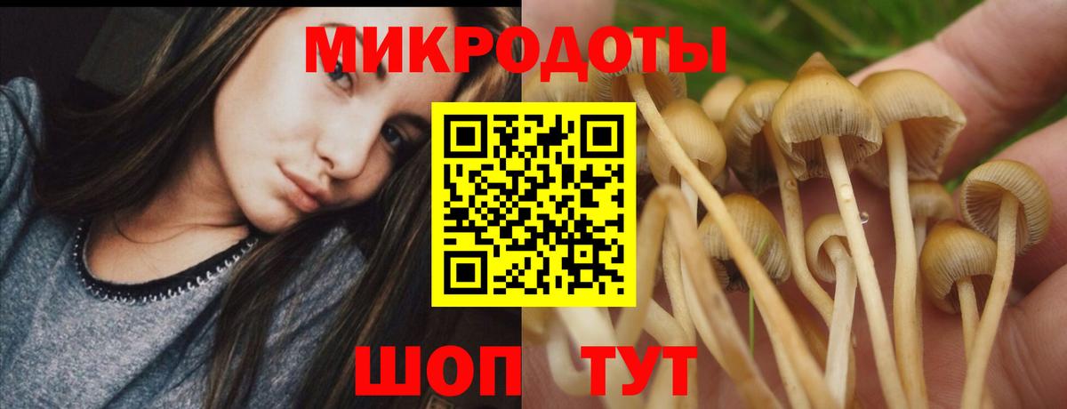 Псилоцибиновые грибы Psilocybine cubensis Кингисепп